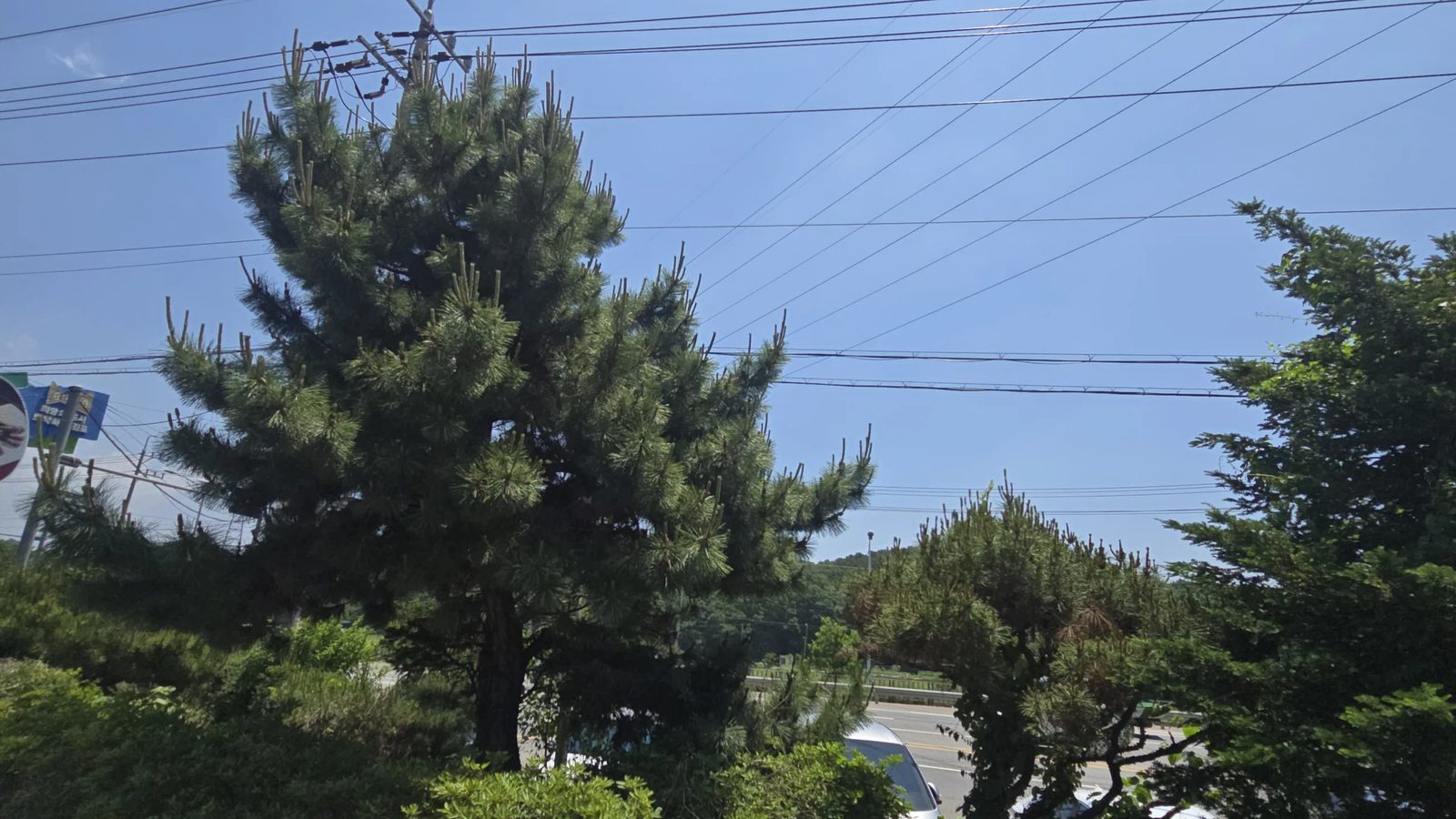 고사목제거 작업 현장 사진 1