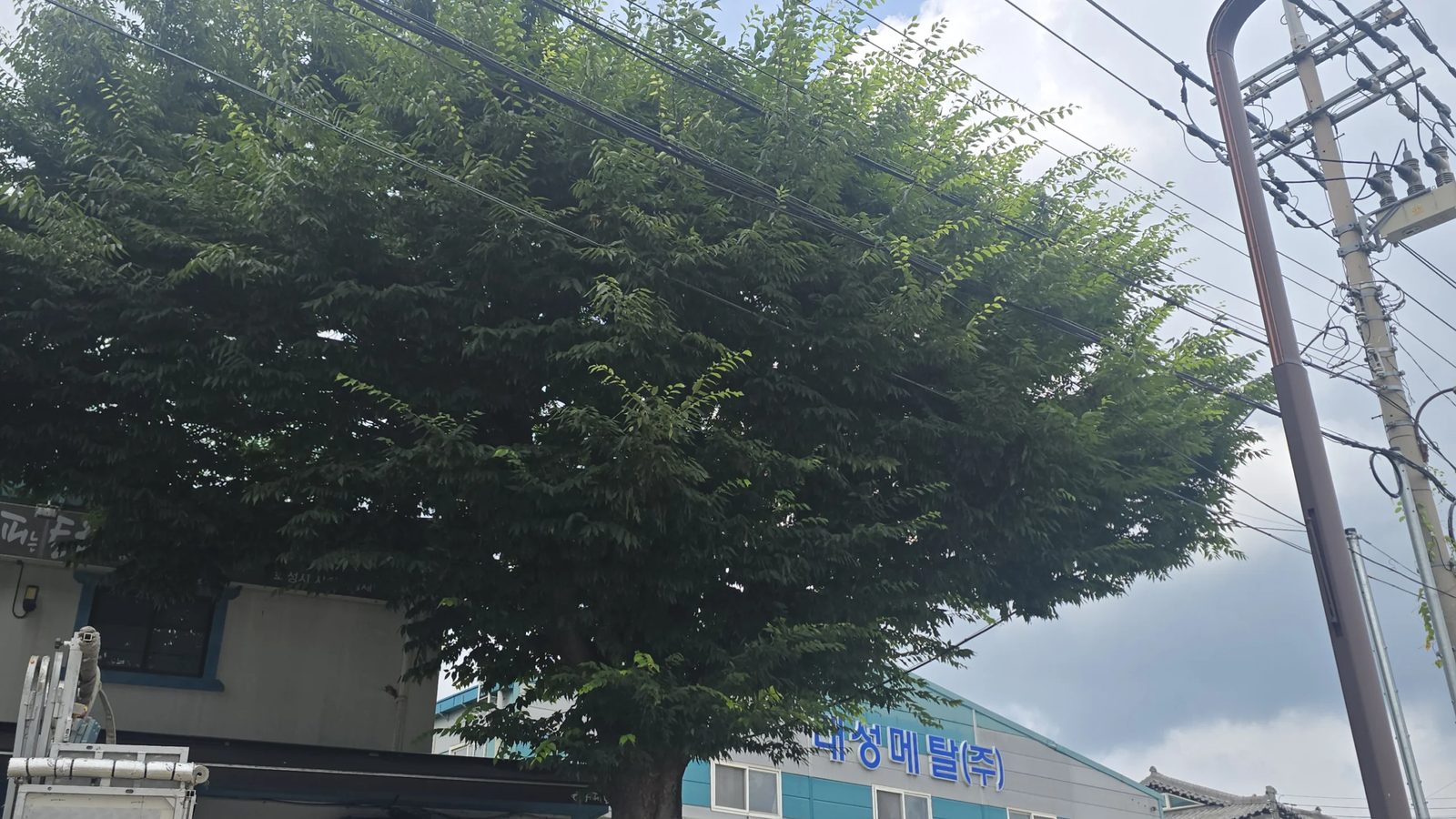 기울어진나무벌목 작업 현장 사진 1