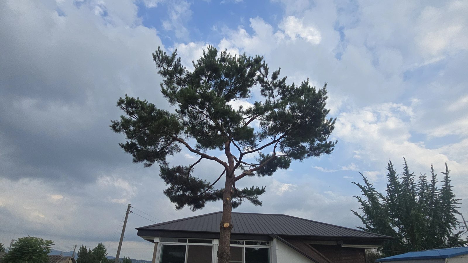 도로변위험목제거 작업 현장 사진 1
