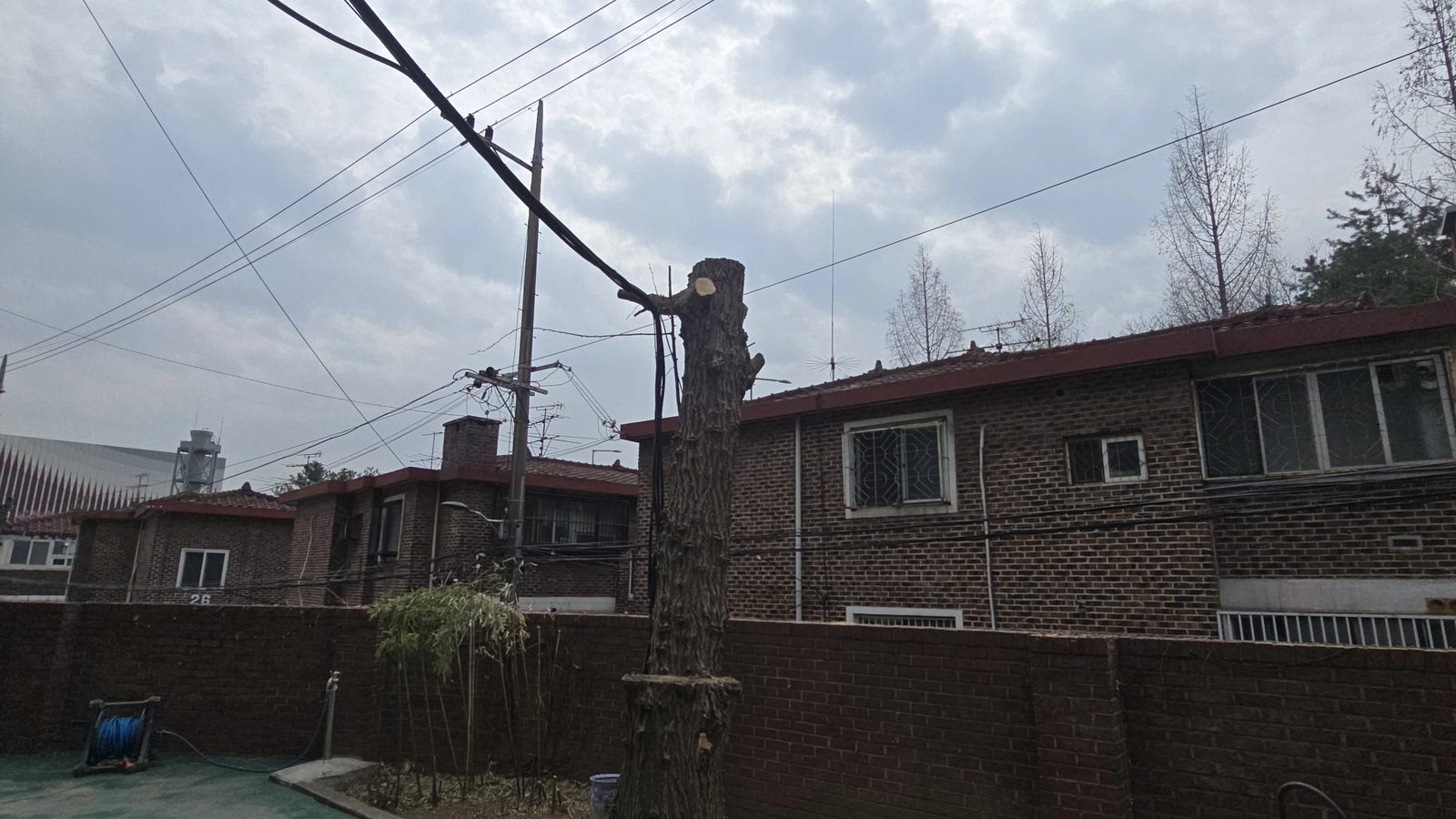 병충해목벌목 시공 사례