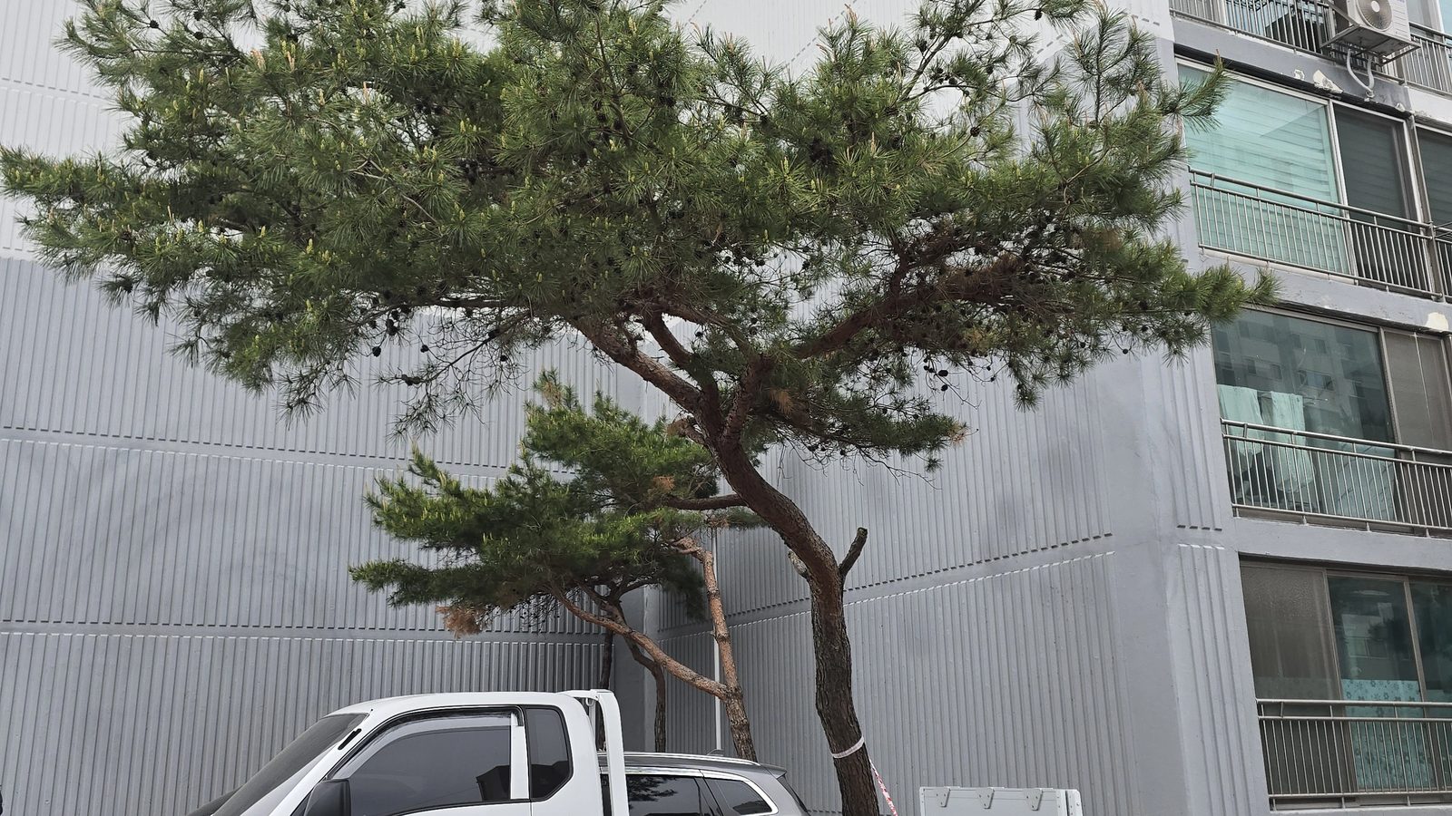 태풍피해목처리 작업 현장 사진 2