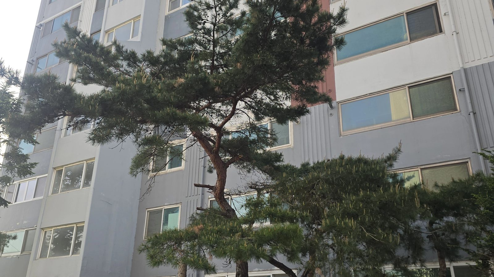 기울어진나무벌목 작업 현장