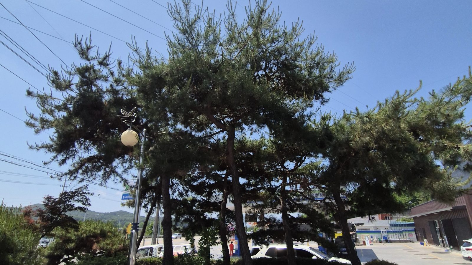 가지치기작업 작업 현장 사진 1